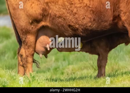 Kalb trinkt Milch Stockfoto