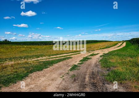 Ein klarer Tag über einer ländlichen Landschaft mit einer unbefestigten Straße, die durch Felder führt, umgeben von üppigem Grün und einem weiten Himmel. Stockfoto