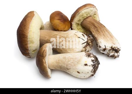 Ein Haufen Ceps Pilze auf weißem Hintergrund. Sie sind weit verbreitet Stockfoto