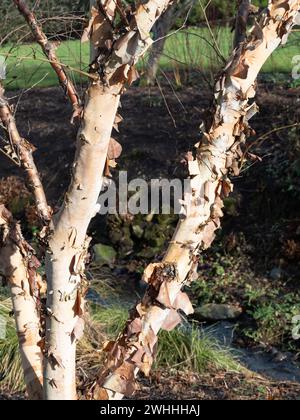 Schälrinde der Silberbirke Betula nigra Stockfoto