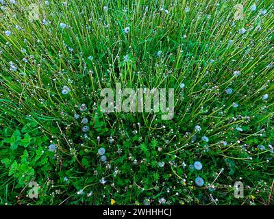 Das Bild zeigt ein üppiges grünes Feld mit verschiedenen Pflanzen, darunter hohes Gras, Löwenzahn in Blüte und Samen und Klee. Stockfoto