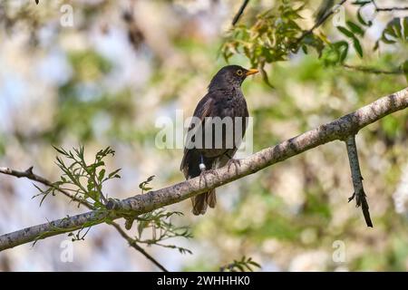 Blackbird Gegen Blue Sky. Hochwertige Fotos. Stockfoto