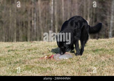 Ein schöner Schäferhund isst an einem sonnigen Tag in Bredebolet in Skaraborg in Vaestra Goetaland in Schweden Lammabfälle auf einer Wiese Stockfoto