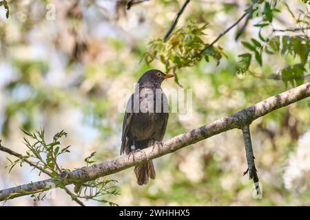 Blackbird Gegen Blue Sky. Hochwertige Fotos. Stockfoto