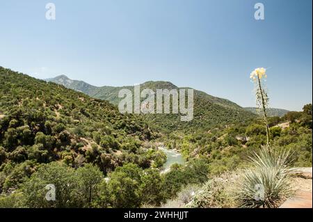 Baumriesen Stockfoto