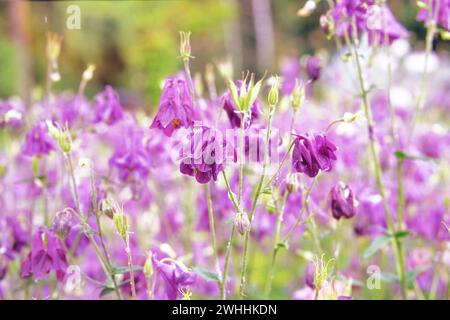 Aquilegia vulgaris blüht mit weißen, hellen Blütenblättern. Frühling verschwommener Hintergrund der Natur. Violett. Mittelgebirge. Stockfoto