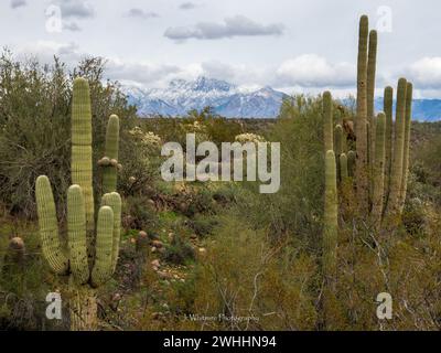 Die Sonora-Wüste bietet im Winter kühleres Wetter für die Metro von Phoenix, Arizona und gelegentliche Schneefälle auf den umliegenden Gipfeln. Stockfoto