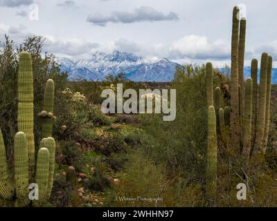 Die Sonora-Wüste bietet im Winter kühleres Wetter für die Metro von Phoenix, Arizona und gelegentliche Schneefälle auf den umliegenden Gipfeln. Stockfoto