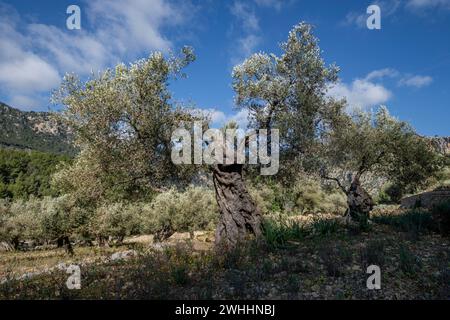 Olivar de Pastoritx Stockfoto