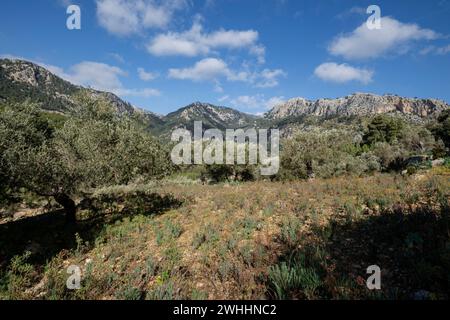 Olivar de Pastoritx Stockfoto