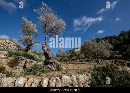 Olivar de Pastoritx Stockfoto