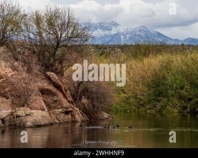 Die Sonora-Wüste bietet im Winter kühleres Wetter für die Metro von Phoenix, Arizona und gelegentliche Schneefälle auf den umliegenden Gipfeln. Stockfoto