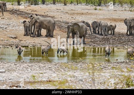 Große Herde afrikanischer Elefanten (Loxodonta africana) und Gemsbock oder Oryx (Oryx gazella) im Wasserloch, Etosha Nationalpark, Namibia, Afrika Stockfoto