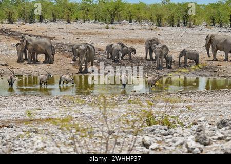 Große Herde afrikanischer Elefanten (Loxodonta africana) und Gemsbock oder Oryx (Oryx gazella) im Wasserloch, Etosha Nationalpark, Namibia, Afrika Stockfoto