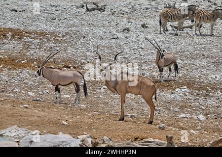 Gemischte Tiere aus Kudu (Strepsiceros zambesiensis), Flachzebras (Equus quagga) und Gemsbock (Oryx gazella), Etosha Nationalpark, Namibia, Afrika Stockfoto