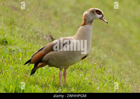 Ägyptische Gans steht auf der Wiese Stockfoto