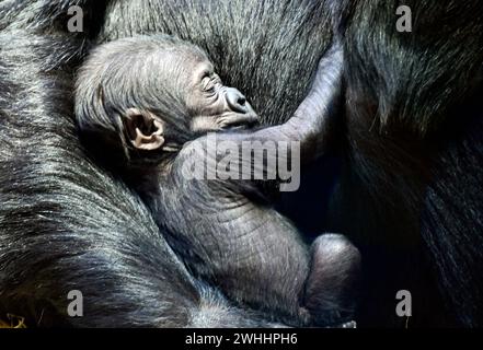 Prag, Tschechische Republik. Februar 2024. Die weibliche Gorilla Gorilla (Gorilla Gorilla Gorilla), die am 2. Januar 2024 im Prager Zoo geboren wurde, wurde am 10. Februar 2024 im Prager Zoo in Tschechien in Mobi getauft. Quelle: Roman Vondrous/CTK Photo/Alamy Live News Stockfoto