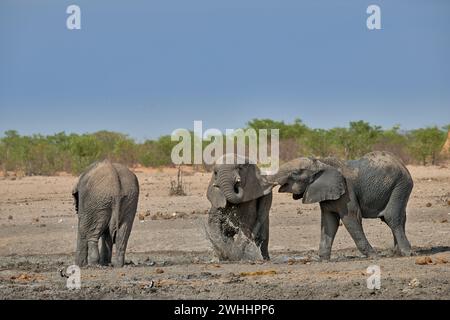 Junge afrikanische Elefanten (Loxodonta africana) kämpfen im Wasserloch im Etosha-Nationalpark, Namibia, Afrika Stockfoto