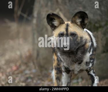 Afrikanischer Wildhund (Lycaon pictus) Nahaufnahme Porträt auf felsigem Gelände Stockfoto
