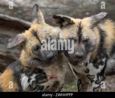 Ein Paar afrikanischer Wildhunde (Lycaon pictus), die gemeinsam kämpfen Stockfoto