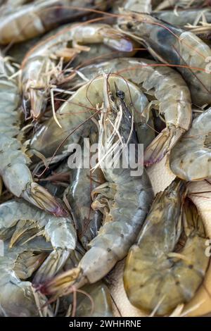 Frische, rohe Garnelen aus dem Mittelmeer zum Verkauf auf einem griechischen Fischmarkt am Stand eines Fischers, ausgewählte Focus, vertikal Stockfoto