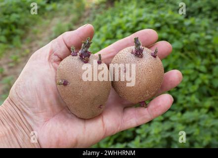 Inspektion von Pflanzkartoffeln. Gekeimte Knollen in der Bauernhand Stockfoto