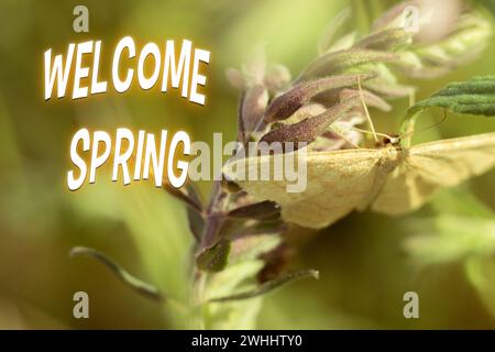 Schmetterling ernährt sich von den Blüten und Knospen in einem sonnigen Garten, mit defokussiertem Hintergrund. Willkommen im Frühling Stockfoto