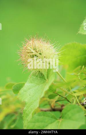 Passiflora foetida. Es wurde zur Behandlung von Juckreiz und Husten verwendet Stockfoto