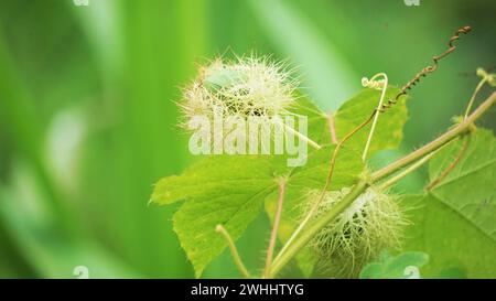 Passiflora foetida. Es wurde zur Behandlung von Juckreiz und Husten verwendet Stockfoto