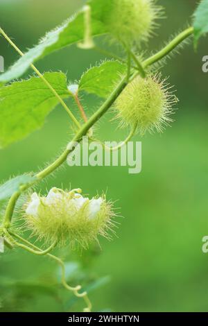 Passiflora foetida. Es wurde zur Behandlung von Juckreiz und Husten verwendet Stockfoto