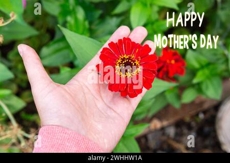 Wir feiern den Muttertag mit Einer zarten roten Zinnienblume in liebevoller Hand Stockfoto