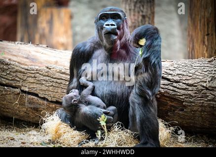 Prag, Tschechische Republik. Februar 2024. Die weibliche Gorilla Gorilla (Gorilla Gorilla Gorilla), die am 2. Januar 2024 im Prager Zoo geboren wurde, wurde am 10. Februar 2024 im Prager Zoo in Tschechien in Mobi getauft. Quelle: Roman Vondrous/CTK Photo/Alamy Live News Stockfoto