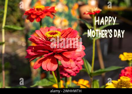 Zinnia Bloom, mit einem herzlichen Wunsch zum Muttertag, fängt das Wesen von Wertschätzung und Liebe ein. Stockfoto