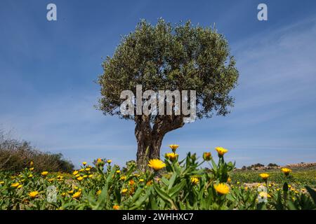 Olivenbaum zwischen gelben Blumen Stockfoto