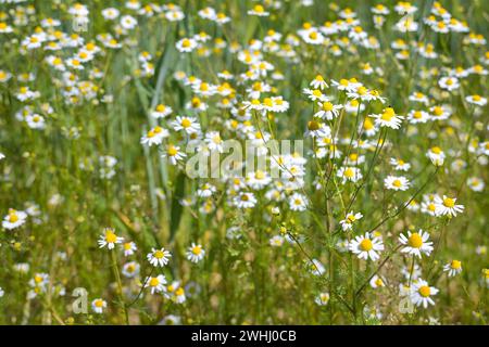 Blühende Kamillenpflanzen (Matricaria chamomilla), die am Rande eines Feldes wachsen, Heilkraut und beliebt für viele Insekten, Stockfoto