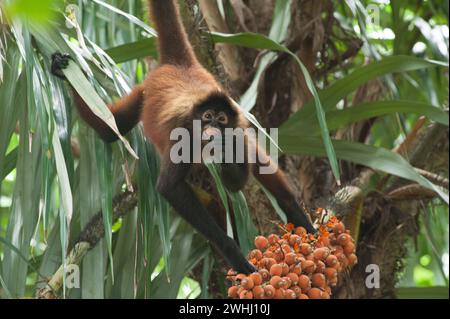 Art: Spinnenaffen (Ateles geoffroyi) Ort: Corcovado Nationalpark (La Leona, Madrigal), Halbinsel Osa, Costa Rica Informationen: Spinnenaffen Stockfoto