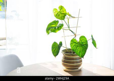 Philodendron verrucosum Nahaufnahme im Inneren auf einem Tisch in einem Pflanzgefäß auf weißem Hintergrund eines Fensters mit Vorhang. Haus Stockfoto