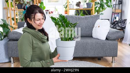 Unprätentiöses und beliebtes Zamioculcas in den Händen einer Frau im Inneren eines Gewächshauses mit Regalsammlungen von Kuppeln Stockfoto