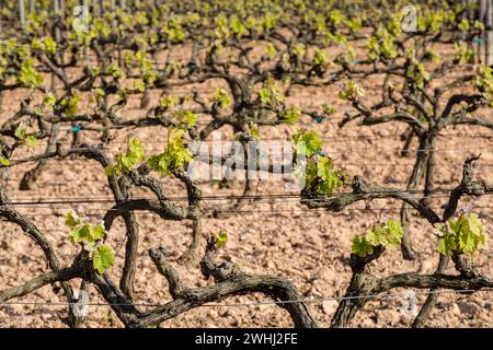 Weinberge des Weinguts Terramoll Stockfoto