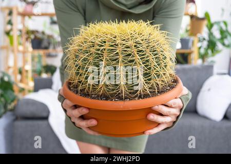 Großer echinocactus Gruzoni in den Händen einer Frau im Inneren eines Gewächshauses mit Regalsammlungen von Hauspflanzen Stockfoto