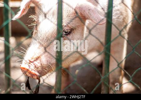 Trauriger Blick von Schwein hinter einem Zuchtzaun Stockfoto