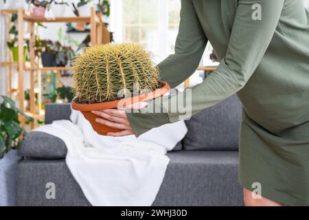 Großer echinocactus Gruzoni in den Händen einer Frau im Inneren eines Gewächshauses mit Regalsammlungen von Hauspflanzen Stockfoto