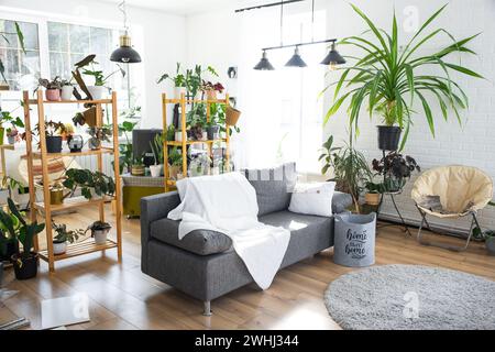 Regale mit einer Gruppe von Zimmerpflanzen im Innenraum weißes Loft, graues Sofa, gemütliches Karo, Teppich. Zimmerpflanzenanbau und ca. Stockfoto