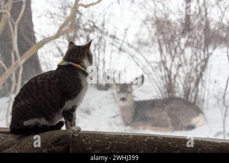 Hauskatze und Maultierhirsche, Joseph, Oregon. Stockfoto