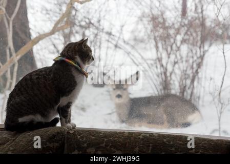 Hauskatze und Maultierhirsche, Joseph, Oregon. Stockfoto