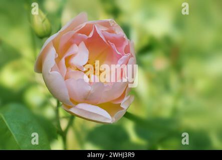 Blume der englischen Rose Coniston in hellrosa und gelbem Brot von David Austin, verschwommener grüner Hintergrund, Grußkarte mit Stockfoto