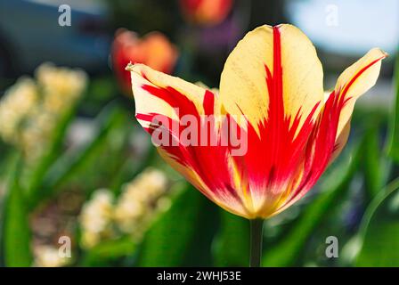 Nahaufnahme der gebrochenen roten Tulpe mit gelbem Boden, im Vorgarten. Stockfoto