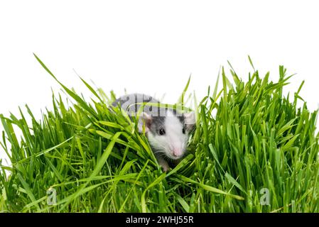 Ratte in grünem Gras auf weißem Hintergrund Stockfoto