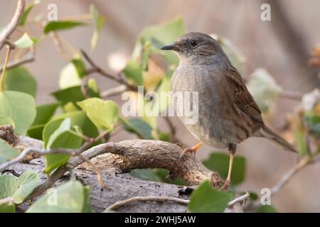 Der Dunnnock (Prunella modularis), ein kleiner Passerinvogel. Stockfoto