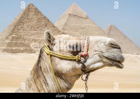 Kamelkopf vor dem Hintergrund der Cheops-Pyramide in Gizeh Ägypten Stockfoto